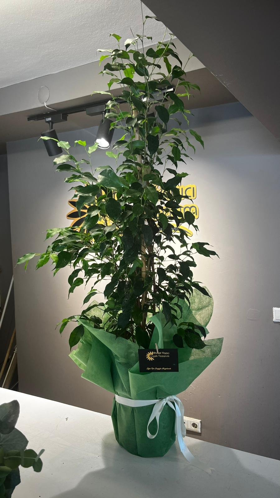 Benjamin Saksı Çiçeği