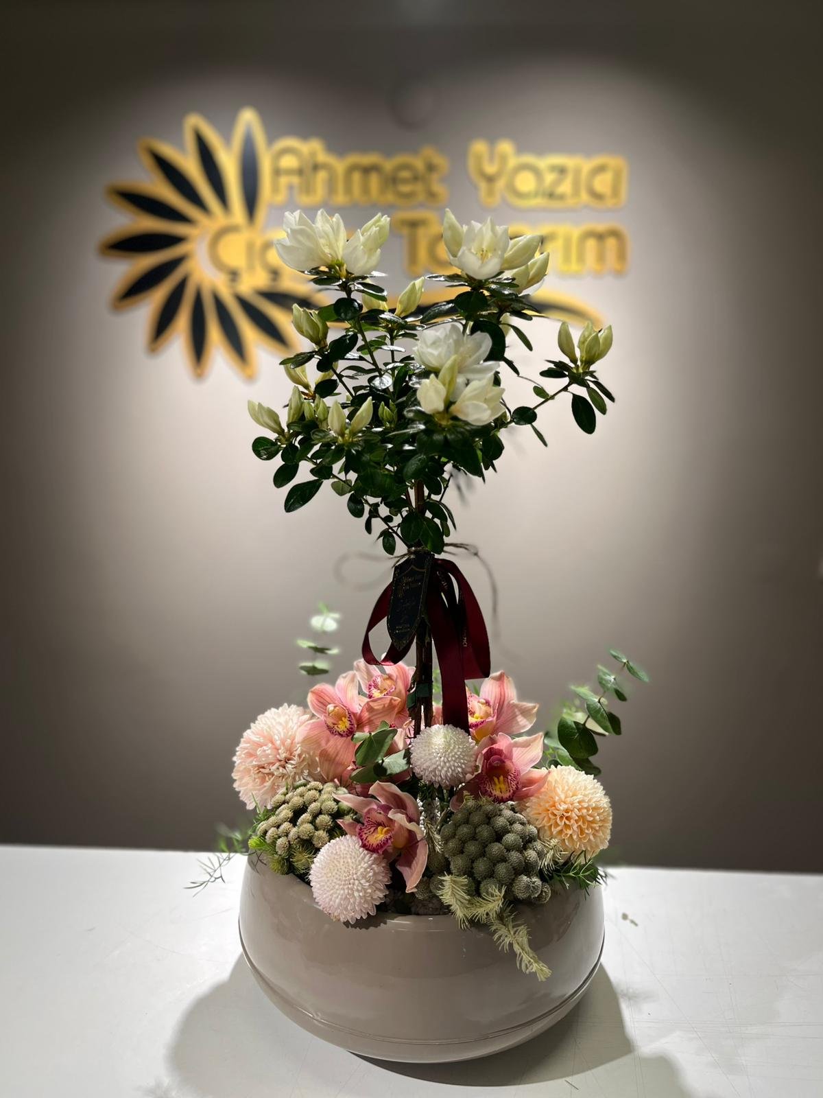 açelya saksı çiçeği